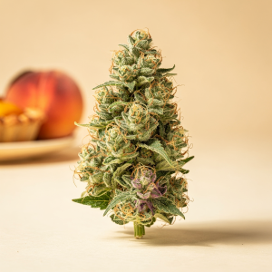 Georgia Pie THCA Flower